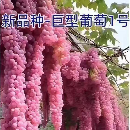 大果爬藤葡萄树苗无籽红提夏黑特大南北方种植盆栽地栽庭院阳台