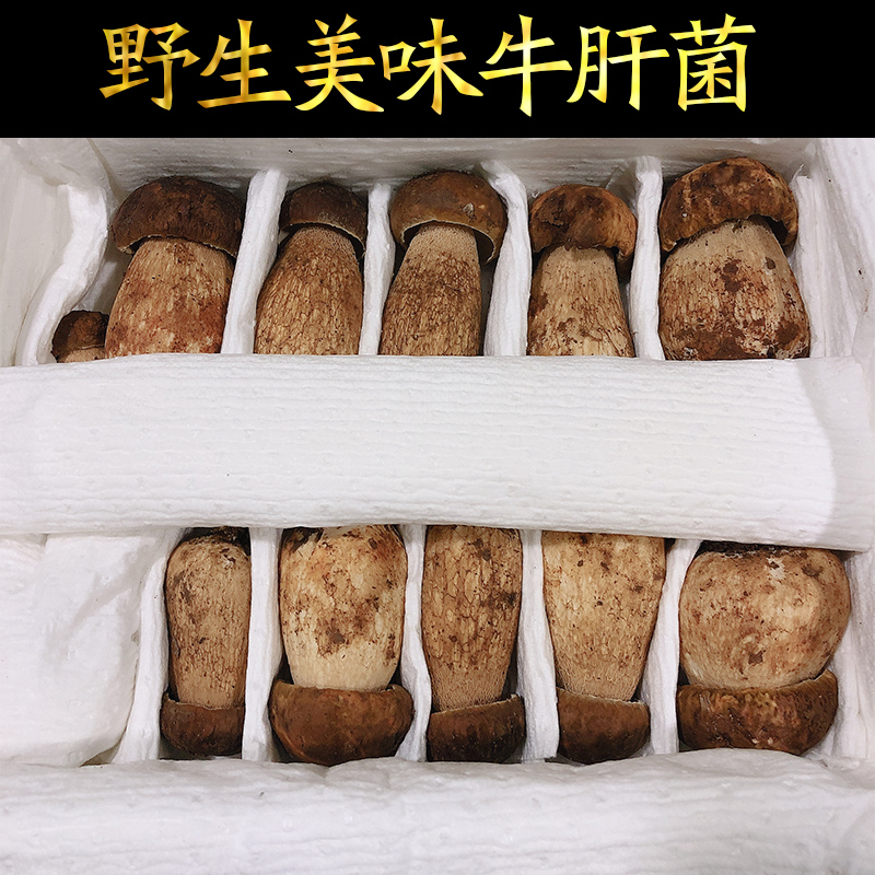 云南野生美味牛肝菌 新鲜野生菌 新鲜牛肝菌 牛肚菌500g顺丰包邮