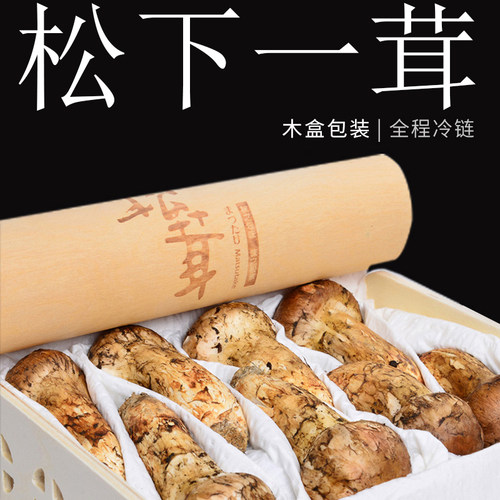 香格里拉新鲜松茸LM精品