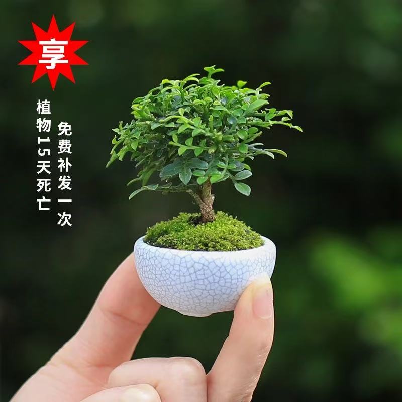 小叶九里香盆栽拇指创意绿植盆景迷你好养袖珍可爱办公室车载植物图片