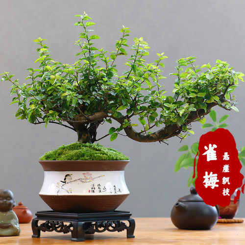 小叶雀梅悬崖飘枝造型花卉绿植盆栽客厅室内客厅好养禅意中式盆景
