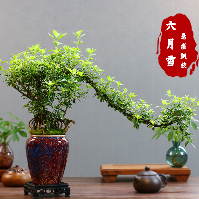 飘枝老桩金边六月雪禅意盆景室内绿植桌面盆景盆栽防辐射组合花卉