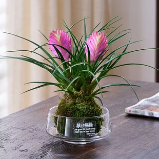 紫花凤梨铁兰花苔藓球办公室内花卉水培植物客厅四季好养桌面绿植