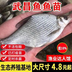 武昌鱼苗鳊鱼苗扁鱼苗三角鲂团头鲂淡水养殖食用柳叶鳊鱼新鲜草鳊