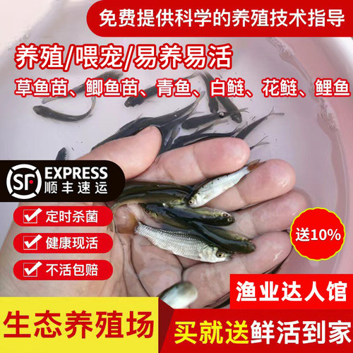 喂乌龟料小鱼活体草鱼苗鲫鱼