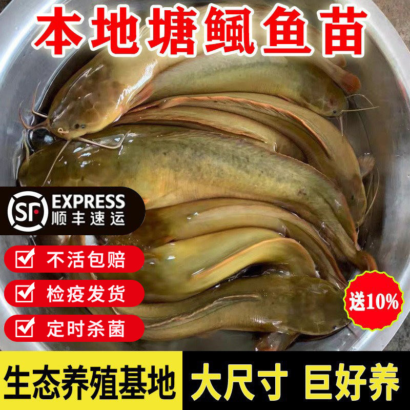 本地塘鲺鱼苗淡水养殖八胡子埃及鱼苗革胡子鲶鱼苗塘角鱼苗批发