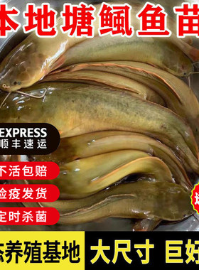 淡水鱼苗活体塘鲺塘角鱼苗