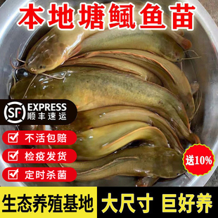本地塘鲺鱼苗淡水养殖八胡子埃及鱼苗革胡子鲶鱼苗塘角鱼苗批发