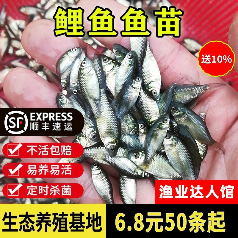 优质鲤鱼苗 淡水养殖黑鲤鱼鱼苗淡水鱼塘活体养殖包活包邮小鱼苗