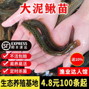 台湾泥鳅苗大活活饵圆鳅鲜活活体喂食观赏鱼台鳅淡水鱼苗大号批发