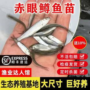 赤眼鳟鱼苗红眼鳟赤眼鱼爱跳适应性强淡水养殖食用鱼生杂食路亚鱼
