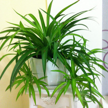 佛珠綠植物垂釣爬藤綠蘿常春藤花卉盆栽吊蘭植物室內凈化空氣水培
