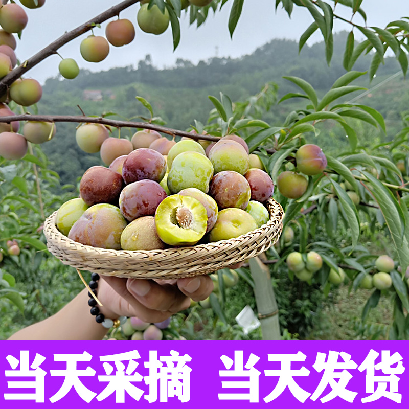 四川青脆李脱骨新鲜好吃