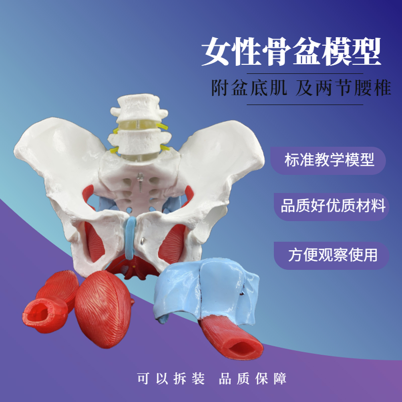 产后修复培训教具女性骨盆模型