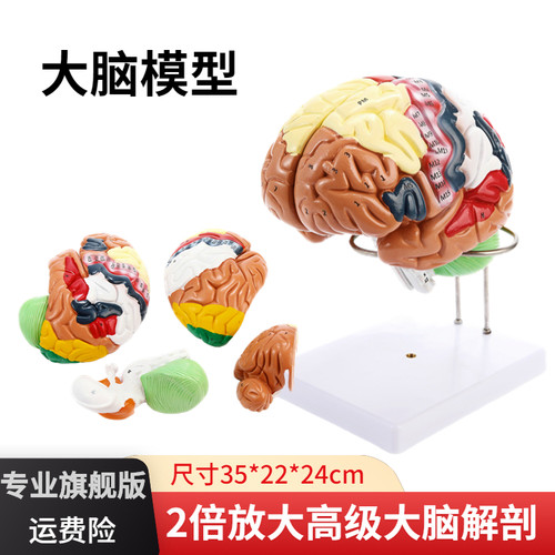 大脑解剖模型脑功能分区