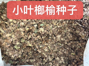 新採小叶榔榆种子 易成活榔榆种子盆景