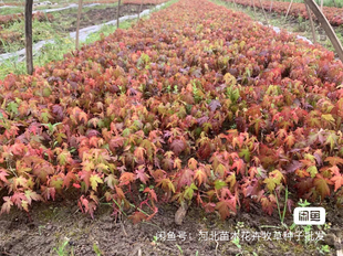 小叶鸡爪槭种子当年纯新货