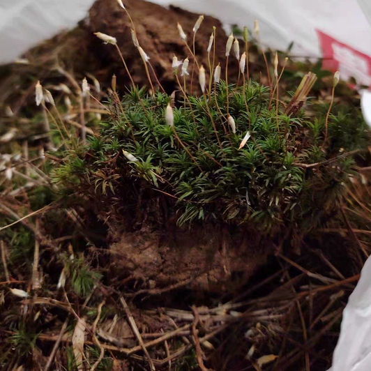 带孢子苔藓葫芦藓教学专用苔藓学生上课用植物