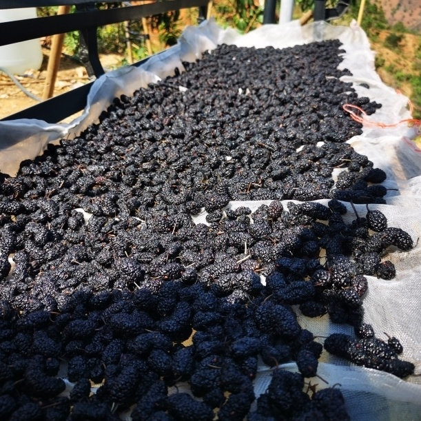 零添加！老品种黑桑椹干 农家自晒桑葚干泡茶煮粥养生500克包邮