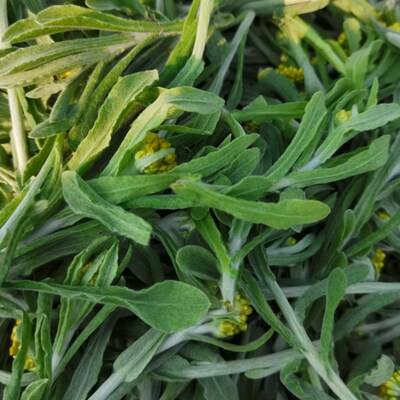 野生新鲜鼠曲草，大家都在买