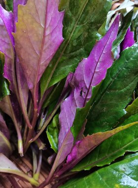 四川血皮菜宜宾农家自种新鲜蔬菜血匹菜紫背菜观音菜现摘3斤6斤