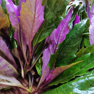 四川血皮菜宜宾农家自种新鲜蔬菜血匹菜紫背菜观音菜现摘3斤6斤
