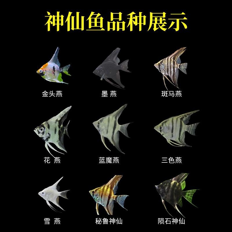 三色蓝魔神仙鱼莫燕鱼热带鱼活体观赏鱼活体鱼小型鱼水草造景成都