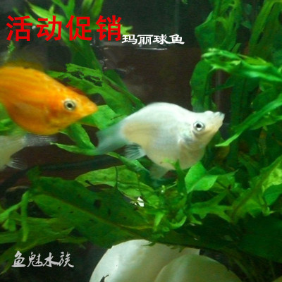 玛丽球玛丽鱼热带鱼活体观赏鱼活体鱼灯鱼小型鱼冷水鱼水草成都在类目 宠物/宠物食品及用品, 水族世界, 鱼中 - 来自Buy2taobao.com提供专业的淘宝代购服务