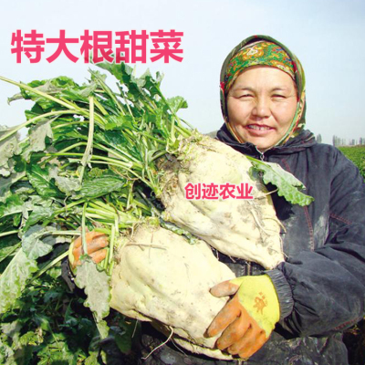 白色饲料德国含糖种子