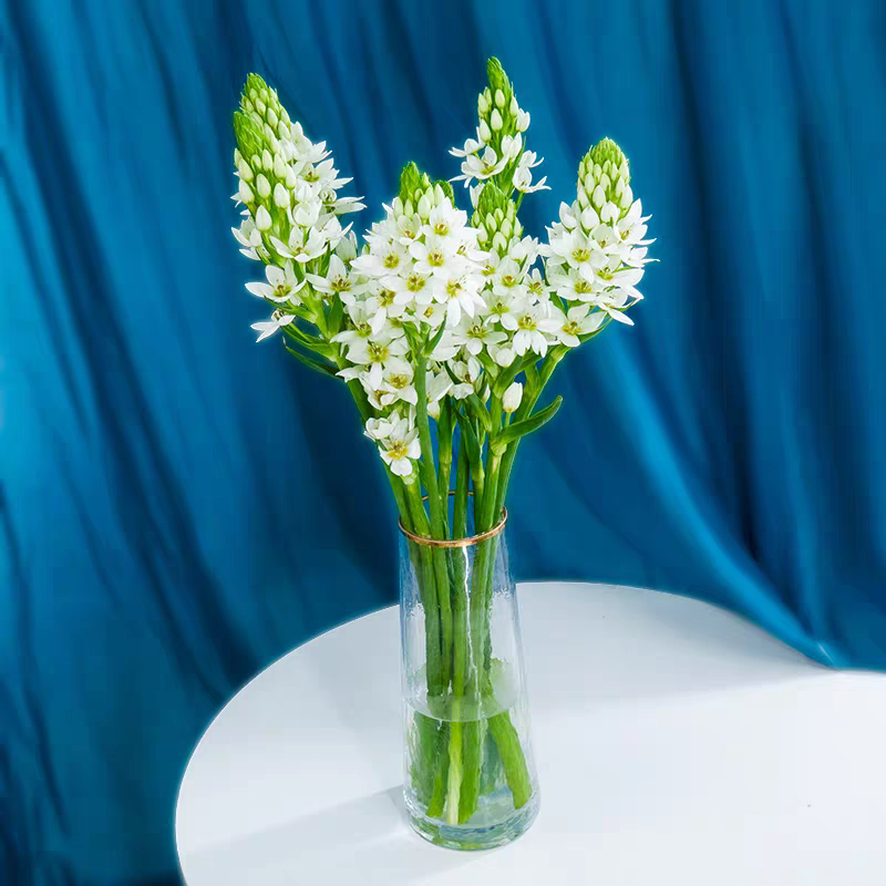 雀梅圣心百合鲜切花同城基地直发家用室内水养瓶插花束鲜花速递图片