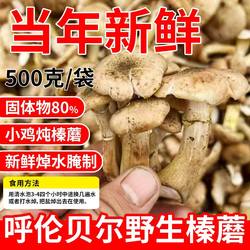 野生榛蘑 呼伦贝尔扎兰屯野生榛蘑 新鲜焯水腌制 小鸡炖榛蘑 蘑菇