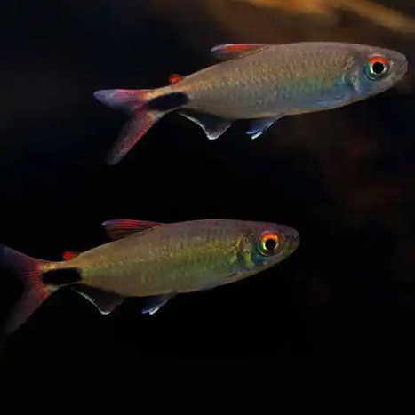 淡水热带高端南美群游草缸