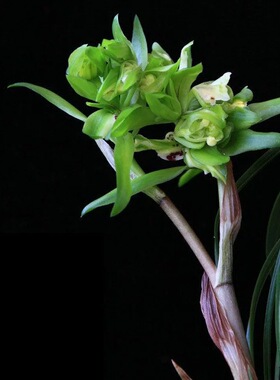 【余蝴蝶】春兰奇花 高端国兰 细叶 开花浓香