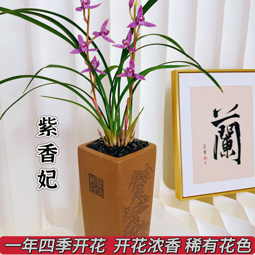 【烈焰紫霞】紫香妃 一年四季都开花 高端铭品 开花浓香 好养兰花