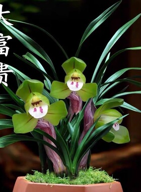 【大富贵】春兰正宗老种 纯自然苗  五大名荷之首 带花苞