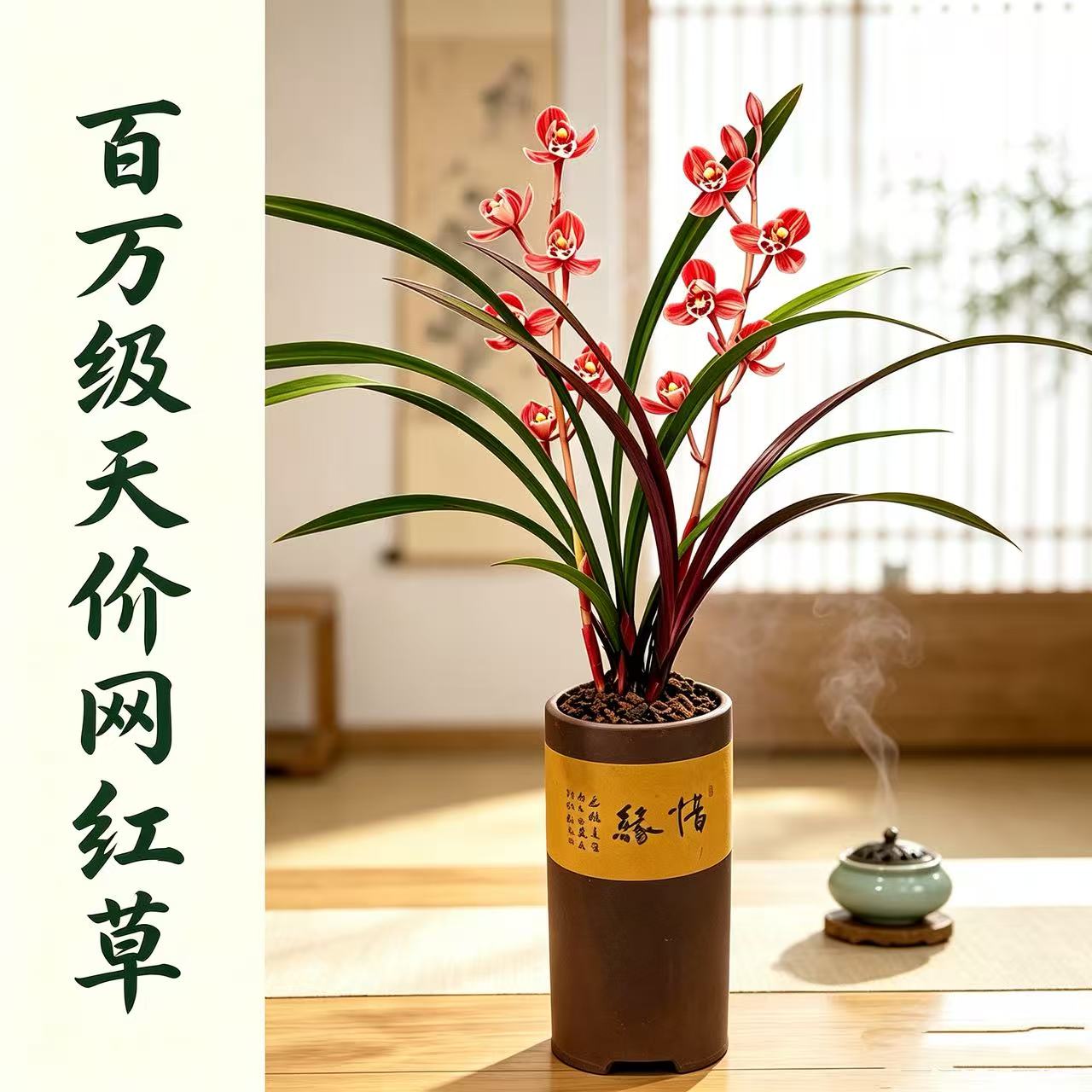 红草红荷  建兰网红草 红花红