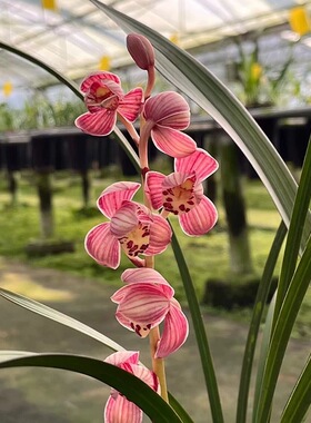 【红草红荷】兰花界网红草 红花红芽 开红色正格荷瓣