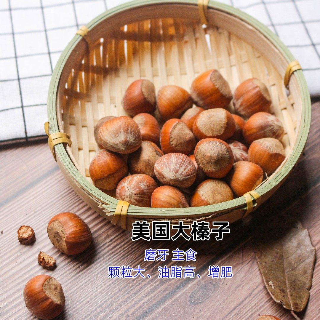 松鼠粮食美国大榛子未开口原味生榛子可磨牙主食松鼠食物