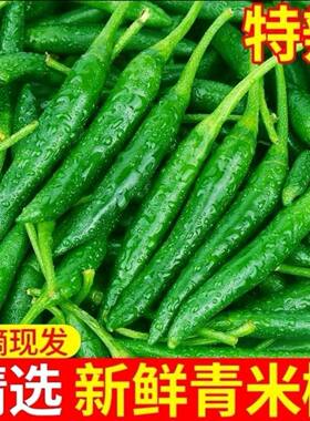四川现摘特辣小米椒50斤批发