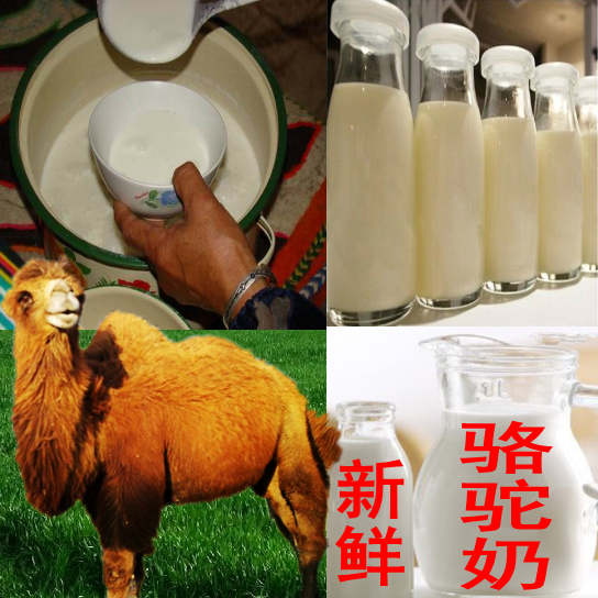 驼奶骆驼奶鲜驼奶现挤驼奶