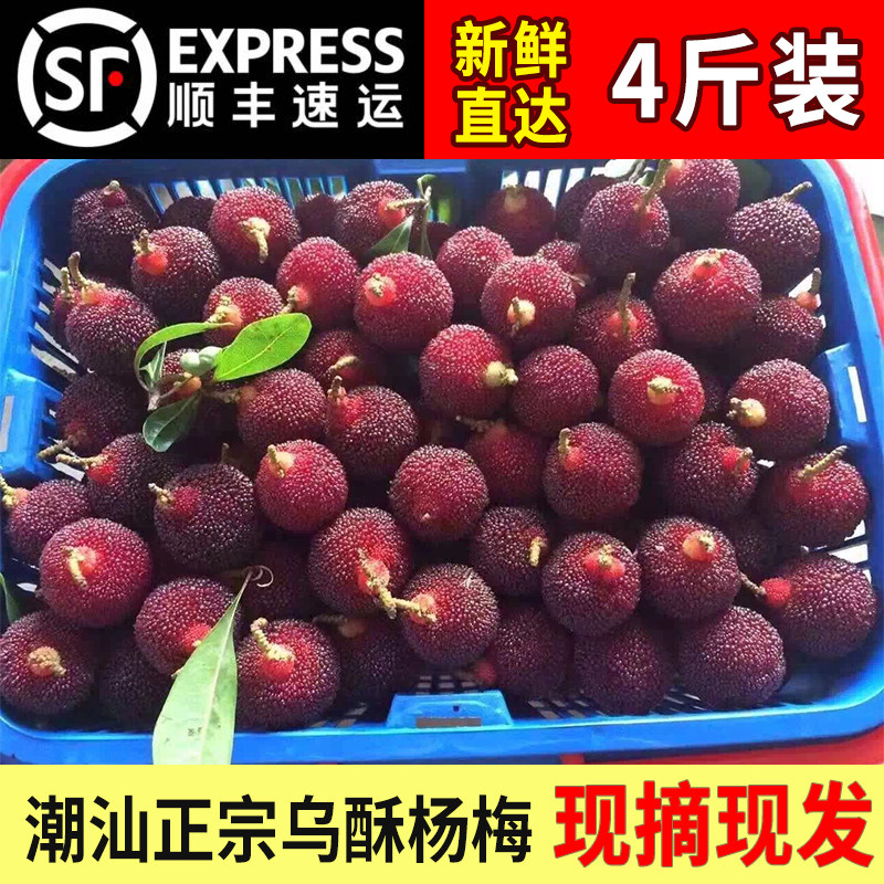 5月乌酥杨梅潮阳西胪现摘发潮汕特产新鲜孕妇水果乌苏酥杨梅4斤装
