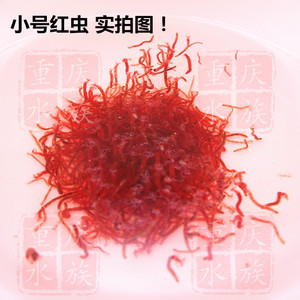 冰冻红虫九河冷冻血虫丰年虾水蚤冻赤虫牛心汉堡轮虫幼鱼开口鱼粮