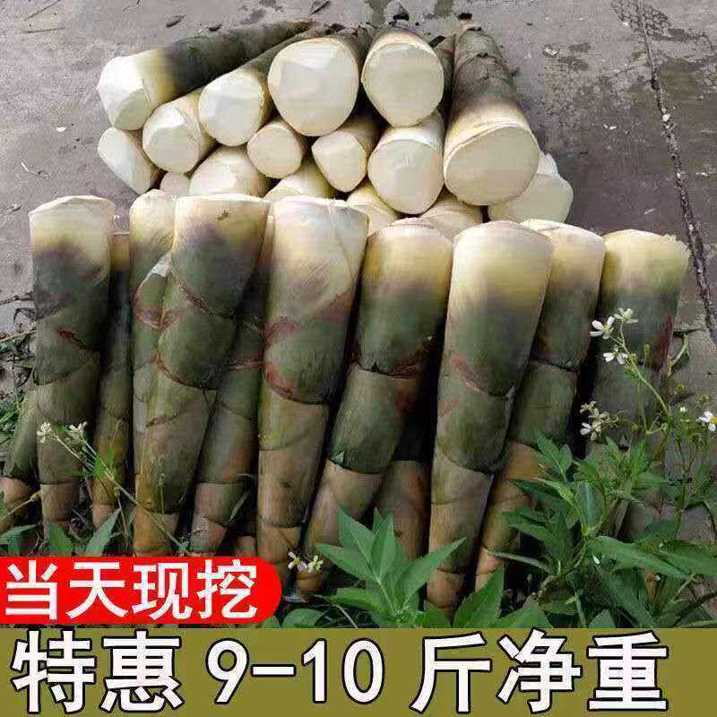 新鲜竹笋现挖野生竹笋麻竹笋春笋冬笋夏笋苦笋鲜嫩蔬菜火锅食材图片