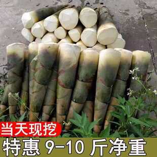 新鲜竹笋现挖野生竹笋麻竹笋春笋冬笋夏笋苦笋鲜嫩蔬菜火锅食材
