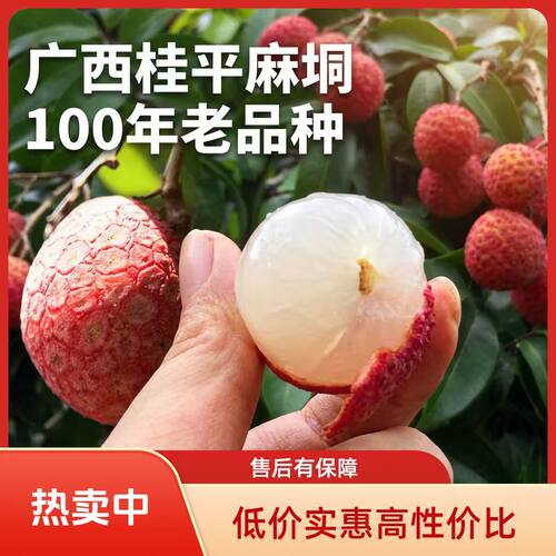 老树荔枝麻垌禾荔清甜多汁