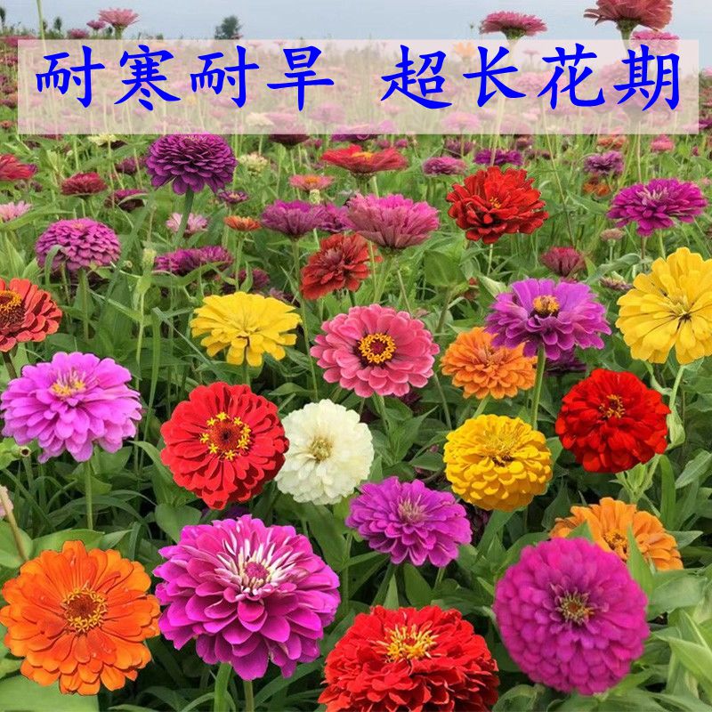 百日草花种子花海庭院乡村美化百日菊步步高花籽耐旱易活超长花期