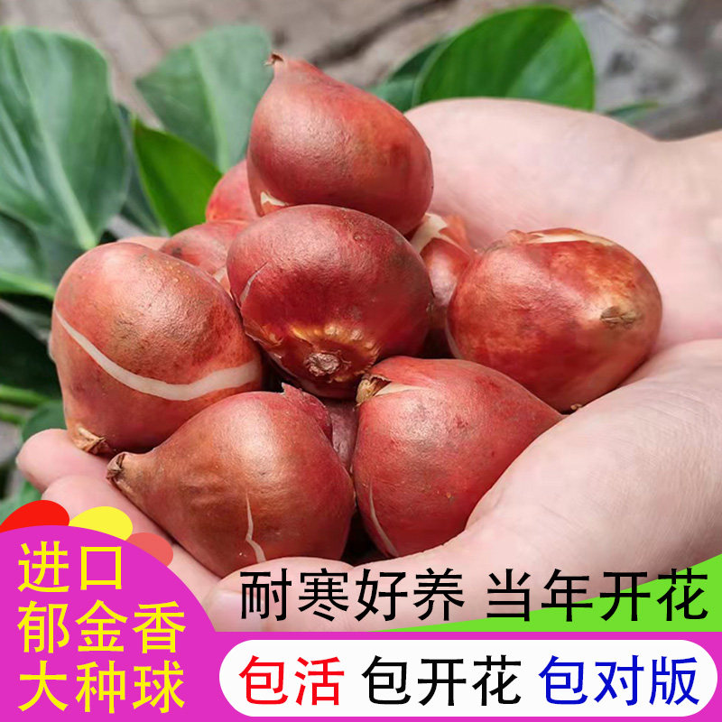 进口郁金香大种球水培土培耐寒好养多年生盆栽地栽阳台庭院花卉