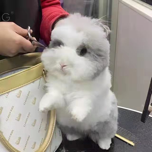 抖音人气网红 道奇凤眼纯白黄白灰白盖脸猫猫兔可做造型小兔子茶