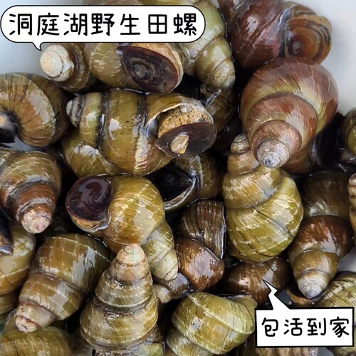 清水田螺新鲜活体包活螺蛳石螺