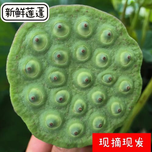新鲜水果莲蓬生吃水果莲蓬甜嫩莲